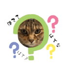 ファミリーで使いやすい ♪ 猫スタンプ（個別スタンプ：16）