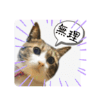 ファミリーで使いやすい ♪ 猫スタンプ（個別スタンプ：20）