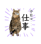 ファミリーで使いやすい ♪ 猫スタンプ（個別スタンプ：21）