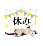 ファミリーで使いやすい ♪ 猫スタンプ（個別スタンプ：22）