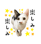 ファミリーで使いやすい ♪ 猫スタンプ（個別スタンプ：25）