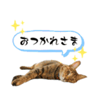ファミリーで使いやすい ♪ 猫スタンプ（個別スタンプ：27）