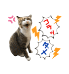 ファミリーで使いやすい ♪ 猫スタンプ（個別スタンプ：28）