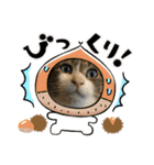 ファミリーで使いやすい ♪ 猫スタンプ（個別スタンプ：30）