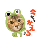 ファミリーで使いやすい ♪ 猫スタンプ（個別スタンプ：31）