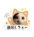 ファミリーで使いやすい ♪ 猫スタンプ（個別スタンプ：32）