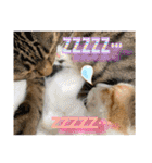 Johnny ＆ Chocola ＆ かりん ❾（個別スタンプ：4）