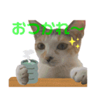 Johnny ＆ Chocola ＆ かりん ❾（個別スタンプ：6）