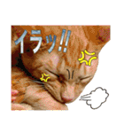 Johnny ＆ Chocola ＆ かりん ❾（個別スタンプ：10）