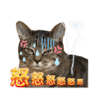 Johnny ＆ Chocola ＆ かりん ❾（個別スタンプ：12）
