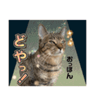 Johnny ＆ Chocola ＆ かりん ❾（個別スタンプ：14）