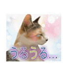 Johnny ＆ Chocola ＆ かりん ❾（個別スタンプ：16）
