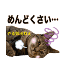 Johnny ＆ Chocola ＆ かりん ❾（個別スタンプ：22）