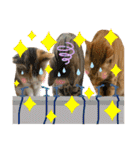Johnny ＆ Chocola ＆ かりん ❾（個別スタンプ：23）