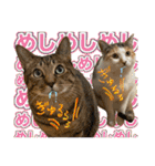 Johnny ＆ Chocola ＆ かりん ❾（個別スタンプ：33）