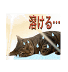 Johnny ＆ Chocola ＆ かりん ❾（個別スタンプ：35）
