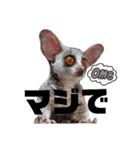 GIZMALᵃⁿᵈPK2（個別スタンプ：3）