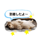 我が家のソラちゃん④（個別スタンプ：10）