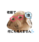 我が家のソラちゃん④（個別スタンプ：14）