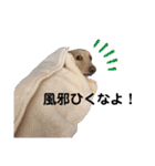 我が家のソラちゃん④（個別スタンプ：15）
