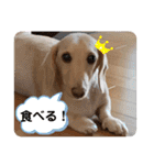 我が家のソラちゃん④（個別スタンプ：22）