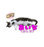 ねねこs CATS第2弾 ズーズー弁（個別スタンプ：8）