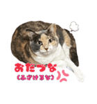 ねねこs CATS第2弾 ズーズー弁（個別スタンプ：19）