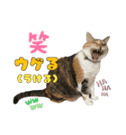 ねねこs CATS第2弾 ズーズー弁（個別スタンプ：23）