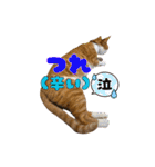 ねねこs CATS第2弾 ズーズー弁（個別スタンプ：34）