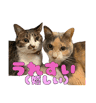 ねねこs CATS第2弾 ズーズー弁（個別スタンプ：39）