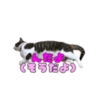 ねねこs CATS第2弾 ズーズー弁（個別スタンプ：40）