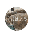 北海道・円山の動物たち（個別スタンプ：3）