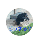 北海道・円山の動物たち（個別スタンプ：23）