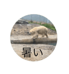 北海道・円山の動物たち（個別スタンプ：29）