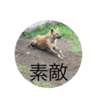 北海道・円山の動物たち（個別スタンプ：35）