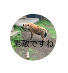 北海道・円山の動物たち（個別スタンプ：36）