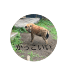 北海道・円山の動物たち（個別スタンプ：37）