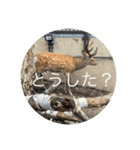 旭山の動物スタンプ1（個別スタンプ：19）