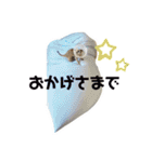ミーアキャットのかわいいunoちゃんです！（個別スタンプ：6）