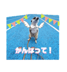 ミーアキャットのかわいいunoちゃんです！（個別スタンプ：7）