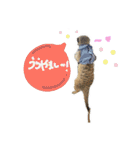 ミーアキャットのかわいいunoちゃんです！（個別スタンプ：13）