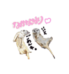 ミーアキャットのかわいいunoちゃんです！（個別スタンプ：15）
