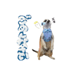 ミーアキャットのかわいいunoちゃんです！（個別スタンプ：16）