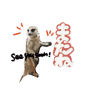 ミーアキャットのかわいいunoちゃんです！（個別スタンプ：17）