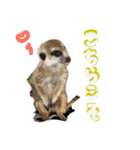 ミーアキャットのかわいいunoちゃんです！（個別スタンプ：21）