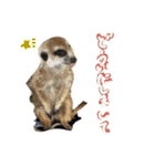 ミーアキャットのかわいいunoちゃんです！（個別スタンプ：25）