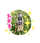 ミーアキャットのかわいいunoちゃんです！（個別スタンプ：30）