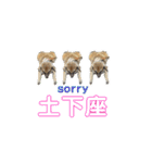 ミーアキャットのかわいいunoちゃんです！（個別スタンプ：36）