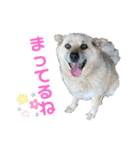 ミリンとラック時々ワンタン（個別スタンプ：6）