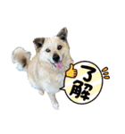 ミリンとラック時々ワンタン（個別スタンプ：13）